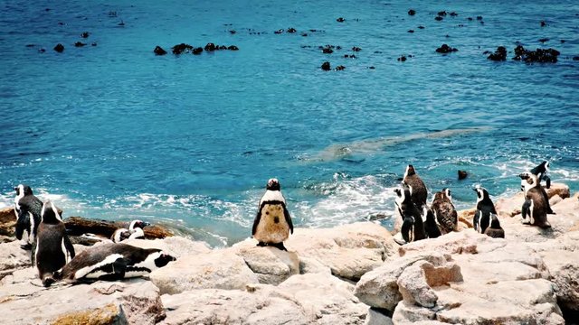 Bettys bay penguin settlement South Africa