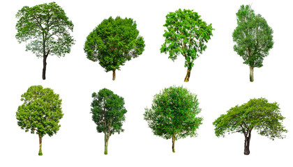 Fototapeta premium Isolated trees on white background , The collection of trees.beatiful autumnal colors