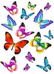 beautiful color butterflies,set, isolated  on a white