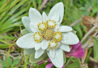 Edelweiss 10