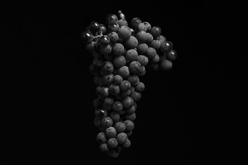bunch of ripe darck grape isolated on black background