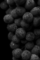 Close up, ripe darck grape berry with drops of water isolated on black background