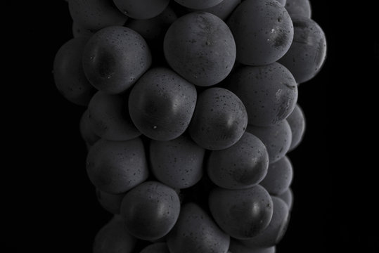 Close up, ripe darck grape berry isolated on black background