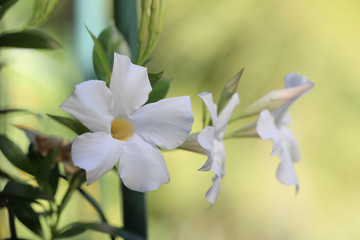 Weiße Dipladenia, Mandevilla, Blüten
