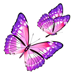 beautiful pink butterflies, isolated  on a white - 184425988