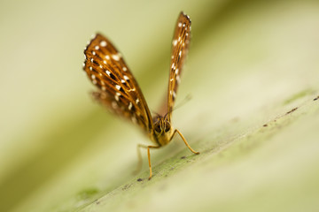 Beautiful and colourful butterfly on a leaf with green background.