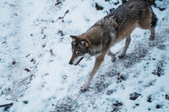 Wolf running on snow