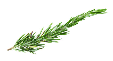 rosemary isolated on white background