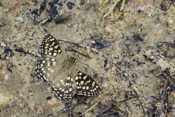 Image of The Spotted Angle Butterfly (Caprona agama agama Moore,1858) on the ground. Insect Animal.