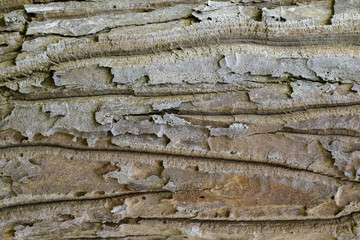 Wood texture with natural patterns, Background old panels, The bark of the tree.