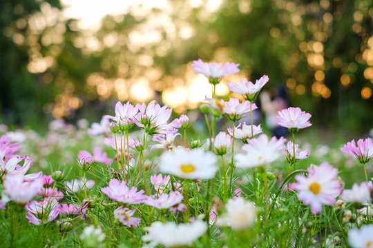 White and pink color cosmos bipinnatus flowers blooming in the garden with blur nature for flower background or texture.