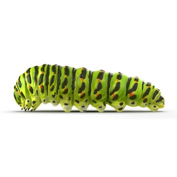 caterpillar Papilio xuthus. Isolated on white. 3D illustration