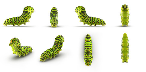 Swallowtail caterpillar or Papilio Machaon renders set from different angles on a white. 3D illustration
