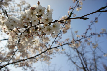 blossom