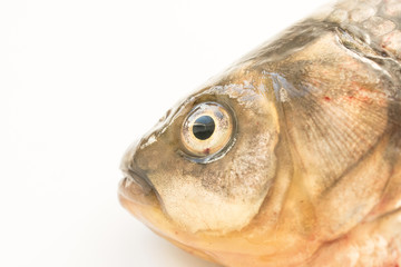 The fish is a crucian carp on a white background