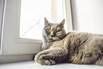A grey cat lies by the window in the sunlight. Relaxation