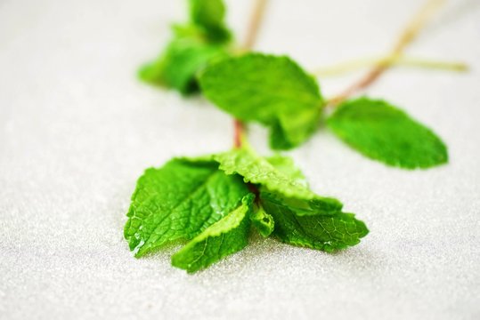 Two twig with mint leaf.