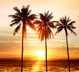 Obraz na płótnie Canvas palms at sunset