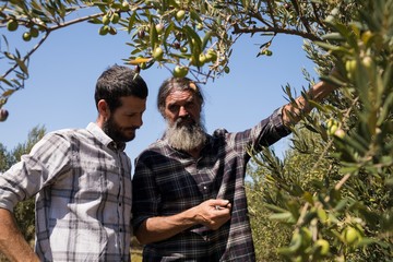 Friends interacting while examining olive on plant