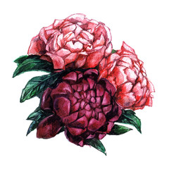 Beautiful pink and red peonies. Bright peony on a white background. Watercolor illustration with flowers. Gentle style.