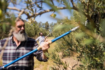 Man using olive picking tool while harvesting