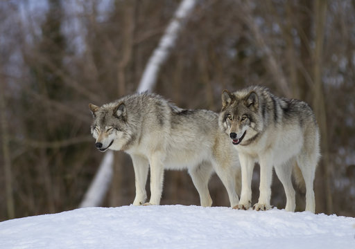 Fototapeta Timber wolves or Grey Wolf  (Canis lupus) standing in the winter snow in Canada