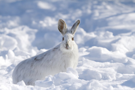 Snowshoe hare (Lepus americanus) isolated against a white background in winter in Canada