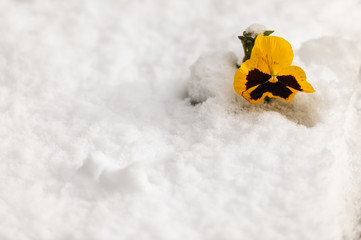 Yellow pansy flower under the snow