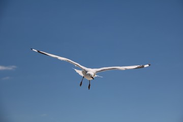 Chroicocephalus novaehollandiae at Indian Ocean, Western Australia 