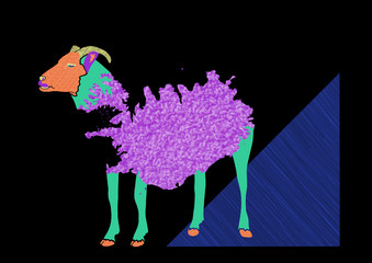 Icelandic Sheep - drawing with map