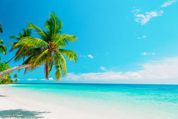 Naklejka na ściany i meble tropical sand beach with palm trees