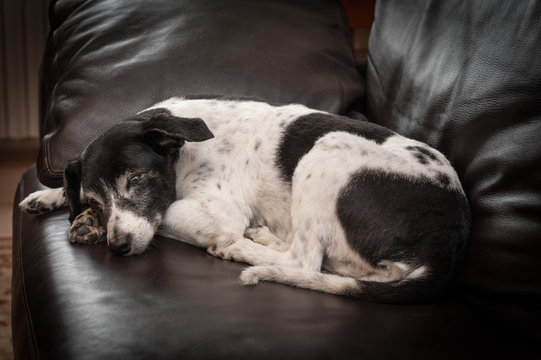 Cane bianco e nero sdraiato sul divano in pelle nera