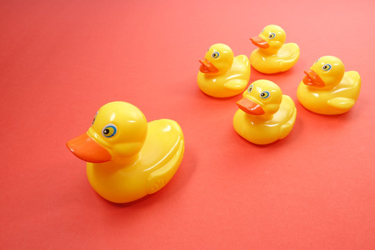 A group of ducks following a big duck. Leadership conceptual.