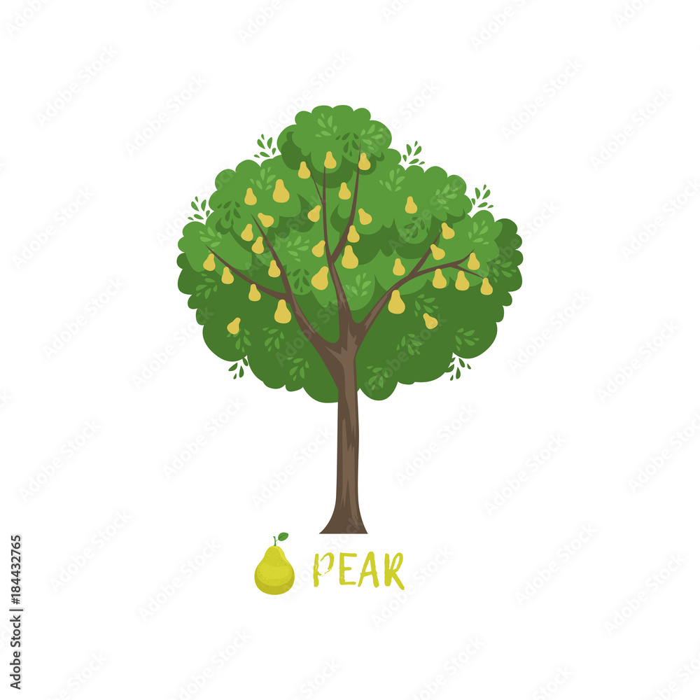 Poster Pear garden fruit tree with name vector Illustration