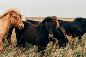 beautiful black and brown horses on pasture in Iceland