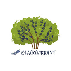 Obraz premium Blackcurrant garden berry bush with name vector Illustration