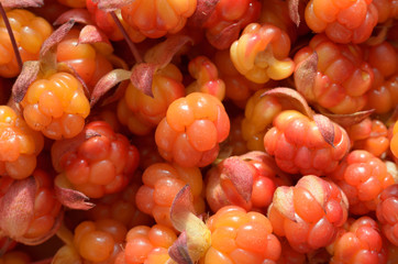 Many ripe cloudberries close photographed.