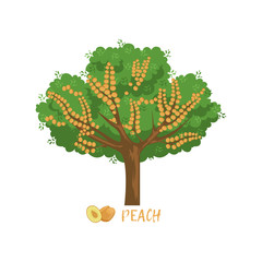 Peach garden fruit tree with name vector Illustration