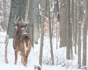 Whitetail Deer Buck In Snow