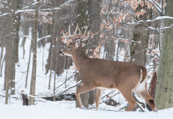 Whitetail Deer Buck In Snow