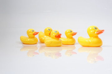 A group of ducks following a big duck. Leadership conceptual.