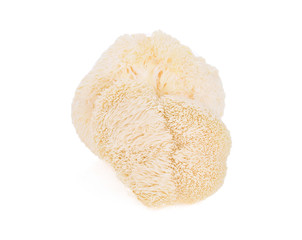 lion mane mushroom isolated on white background. © SAKORN