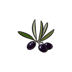 vector sketch olive tree branch with black olives, leaves for logo icon brand design. Isolated illustration on a white background Fresh natural food, agriculture and healthy eating concept