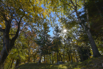 Bosco autunnale con alberi con foglie colorate di giallo e sole che splende