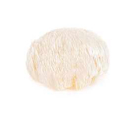 lion mane mushroom isolated on white background.