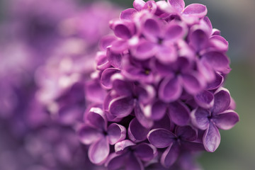 lila Flieder Bl&uuml;te 