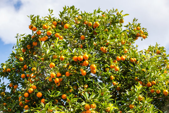 Orange trees with fruits on plantation at Mae Hong Son Province, Thailand