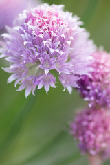 lila Zierlauch Blüte