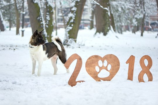 Shot of a cute fluffy big dog in the snowy forest happy new 2018 year copyspace background celebration greeting card presents party festive mood joy traditional concept.