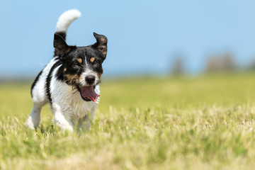 Jack Russell Terrier male 2 years old - cute little dog running fast and joyfully across a green...